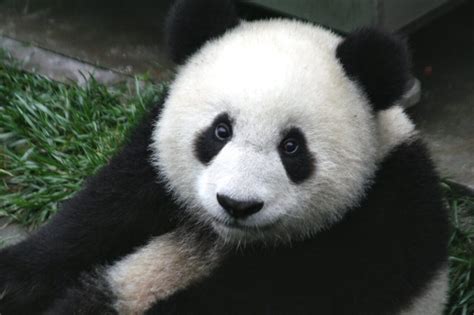 Hoe Máxima Panda Gate Ternauwernood Afwendde