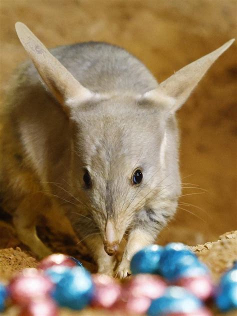 Kuranda Koala Gardens Meg Markle Urges Aussies To Buy An Easter Bilby