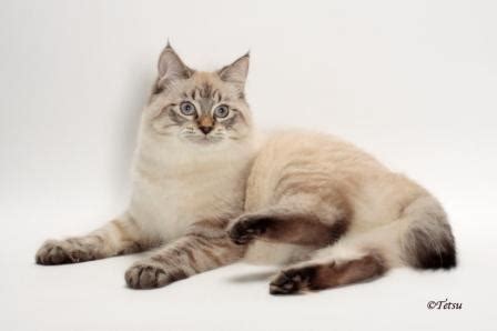 american bobtail cat breed profile  facts