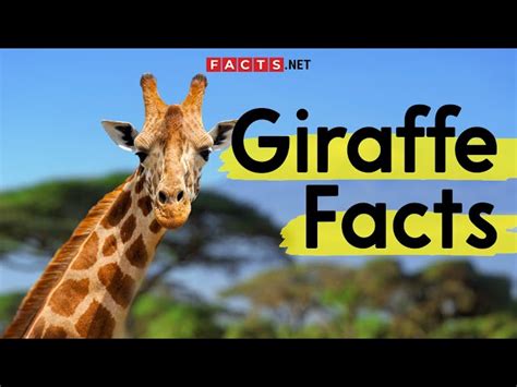 50 Interesting Giraffe Facts That Will Tower Over You