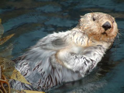 Otter Swimming Free Photo Download Freeimages