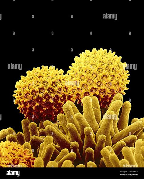 Morning Glory Pollen Grains Coloured Scanning Electron Micrograph Sem
