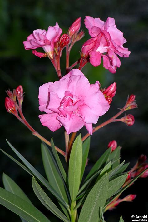 Jump to navigation jump to search. Oleander - Nerium oleander - AWL.ch