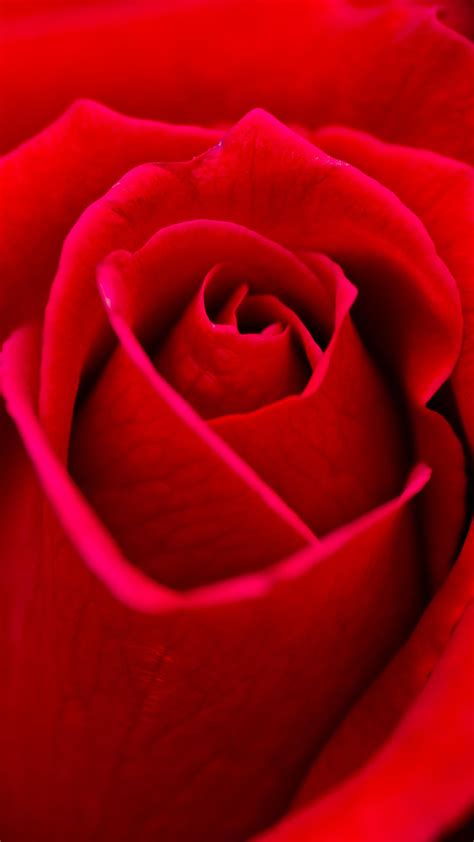 Rose Best Htc One Wallpapers Free And Easy To Download