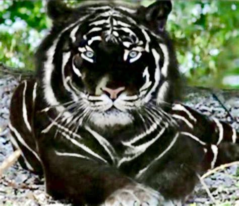 Black Tiger Rare Animals Animals Beautiful Wild Cats