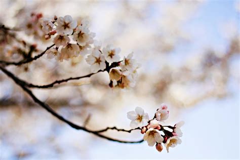 Terkeren 15 Gambar Ranting Bunga Sakura Paling Banyak Dicari Koleksi
