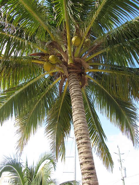 Picture Of Coconut Tree Coconut Palm Tree Pictures And Facts On