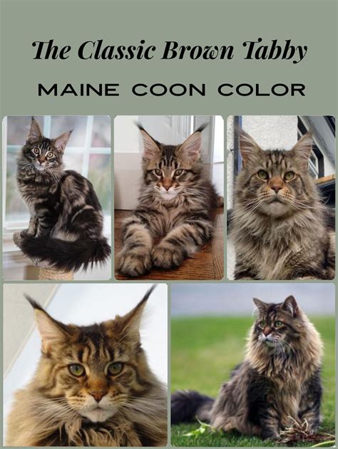 The Brown Tabby Maine Coon Cat Color So Beautiful