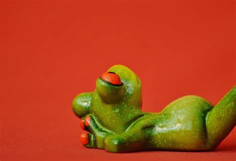Frog Lying Relaxed Free Photo On Pixabay Pixabay