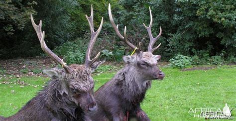 Sika Stag Hunt In Northern Ireland