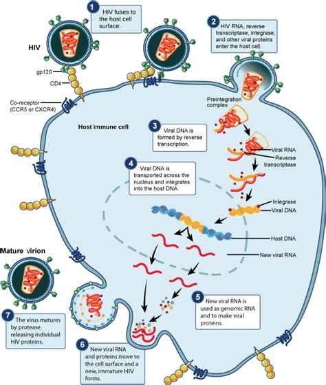 Prevention And Treatment Of Viral Infections Biology I Course Hero