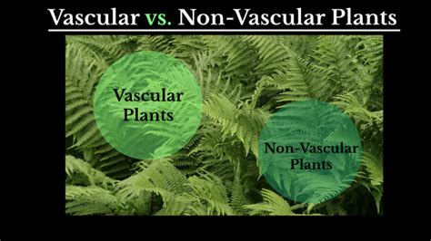 Nonvascular And Vascular Plants