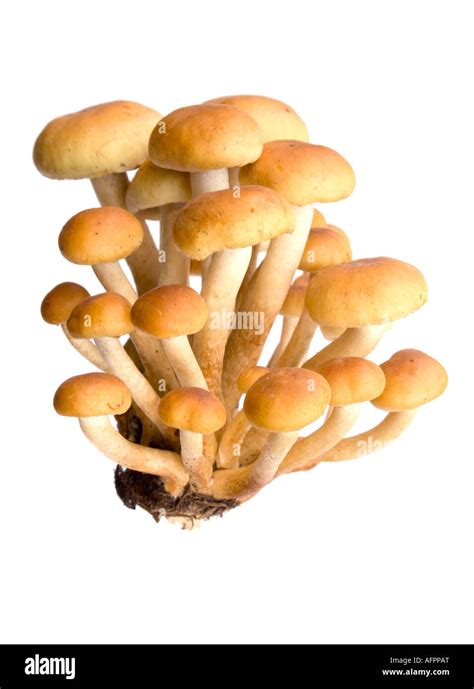 Armillaria Honey Fungus Isolated On White Eatable Mushroom Very