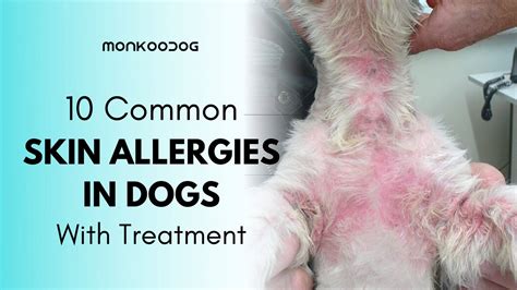 Dogs Infections From Pictures