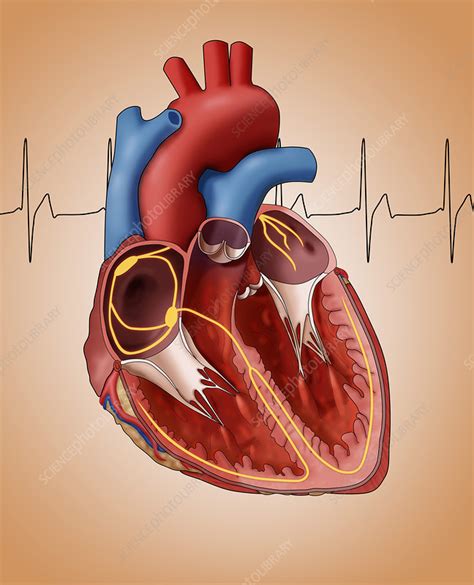 Hearts Electrical System Illustration Stock Image C0277249 Science Photo Library