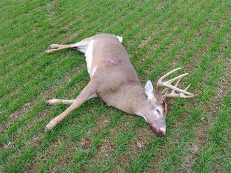 Poached Buck In Lehigh County Under Investigation