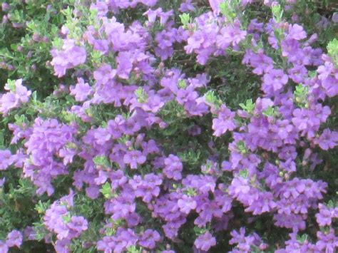 Small Bush With Tiny Purple Flowers How To Do Thing