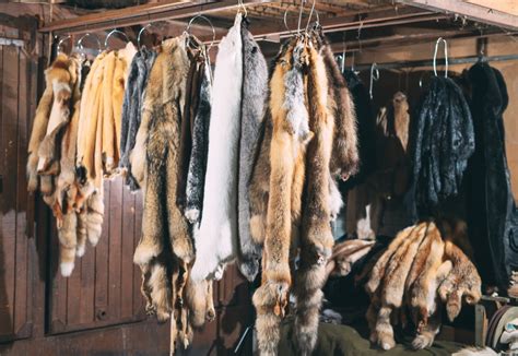 California Is Officially The First Us State To Ban Fur Trapping