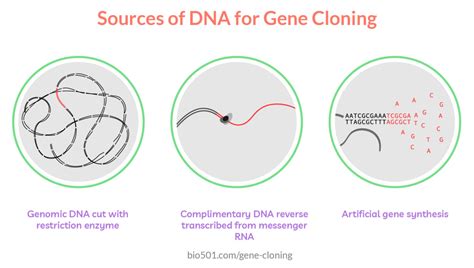 Complete Guide To Gene Cloning Bio 501