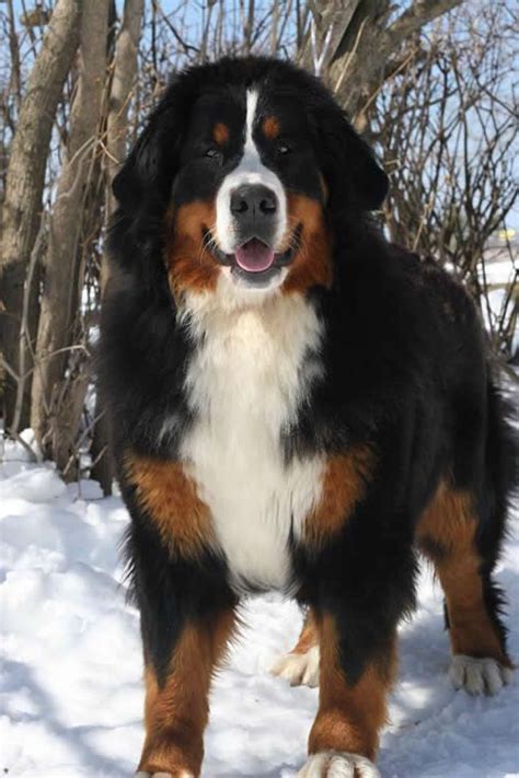 Bernese Mountain Dog Female Height 23 26 At Shoulder Weight 75 100