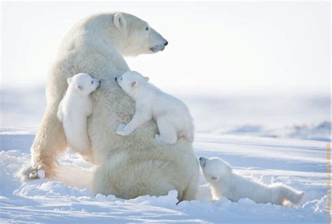 Polar Bears Animal Hugs