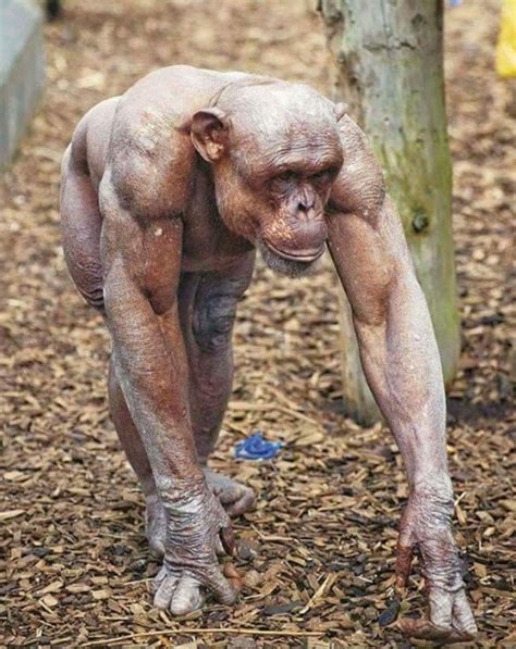 Nude Girls With Chimpanzee Fucks Clip