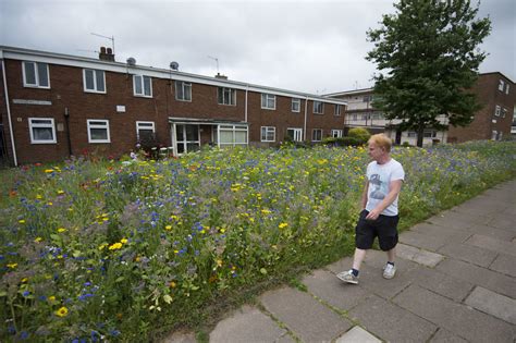 Photos Check Out The Stunning Wild Flower Beds In Northville