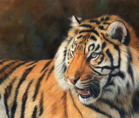Amur Tiger Painting By David Stribbling Fine Art America