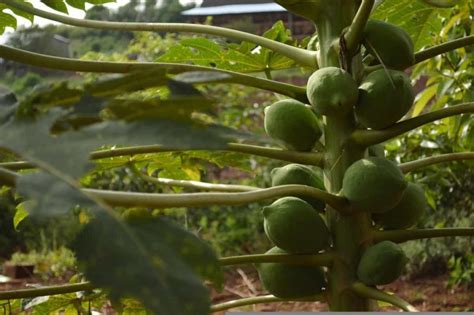 How To Grow Papaya From Seed To Harvest Check How This Guide Helps
