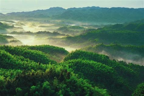 The Shunan Bamboo Sea In Sichuan China Vision Times Tourist