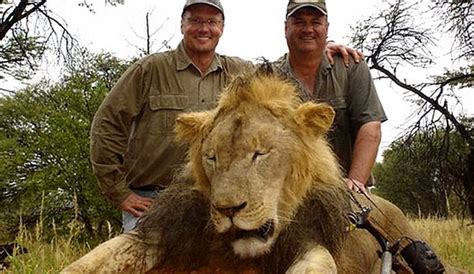 Las 10 Claves De La Cacería Del León Cecil El Más Amado De África