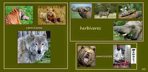Omnivores are the most flexible eaters of the animal kingdom. The Patient Ox: Carnivores => Herbivores