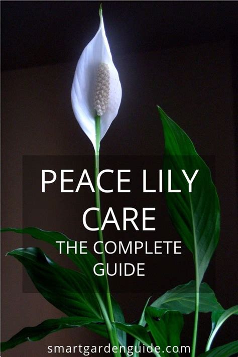 Maybe you would like to learn more about one of these? How To Care For A Peace Lily Indoors (My Top Tips (With ...