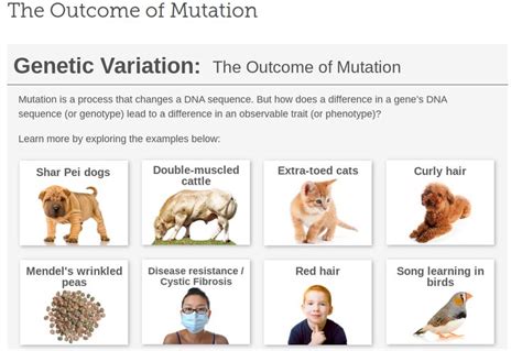 Genetics Genes Mutations Variation In 2020 Genetic Variation