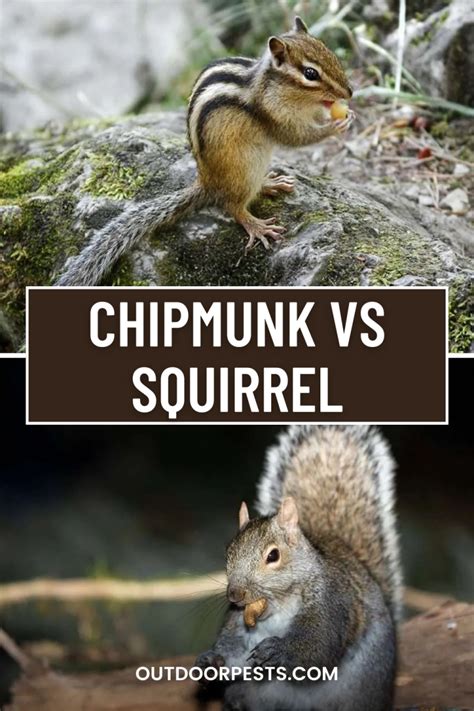 Chipmunk Vs Squirrel Whats The Difference