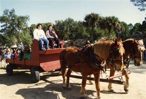 Florida Memory Horse Drawn Wagon In The Tribal Festival Parade At