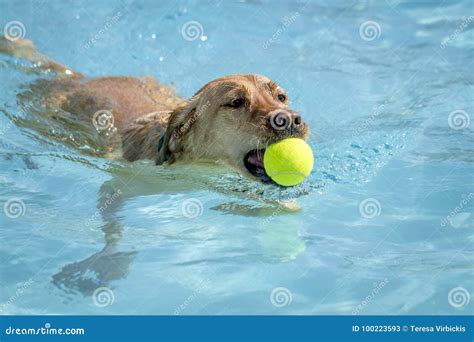 Dogs Playing In Swimming Pool Stock Image Image Of Furry Public