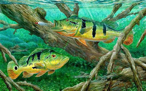 Bass Fish Wallpapers Wallpaper Cave