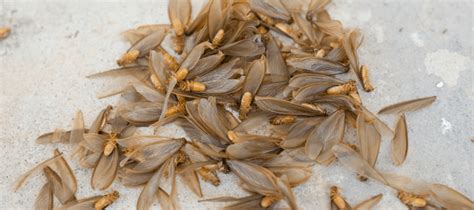 Flying Termites How To Keep These Pests Out Of Your Home Abc Blog