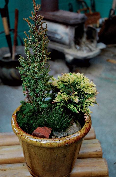 38 Best Images About Evergreens In Containers On Pinterest Gardens