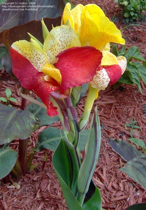 Unlike hardy bulbs like tulips and narcissus. PlantFiles Pictures: Canna, Canna Lily 'Cleopatra' (Canna ...