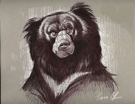 Aaron Blaise Cartoon Drawings Animal Drawings Art Drawings Sloth