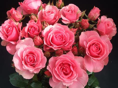 Ramo De Rosas Rosadas Imágenes Y Fotos