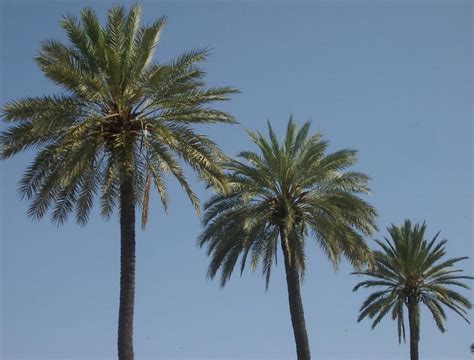 Best Palm Trees For Myrtle Beach Beach Landscaping