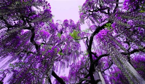 Check spelling or type a new query. Best 25+ Beautiful Purple Flowers for Your Garden ...