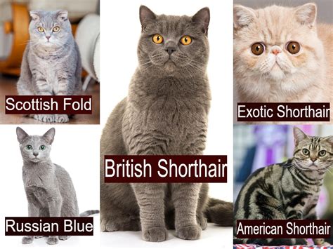 The Best Cat Trees For Russian Blue Scottish Fold And Shorthair Cats