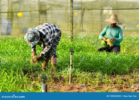 Farmer Harvesting In Organic Farm Editorial Image Image Of