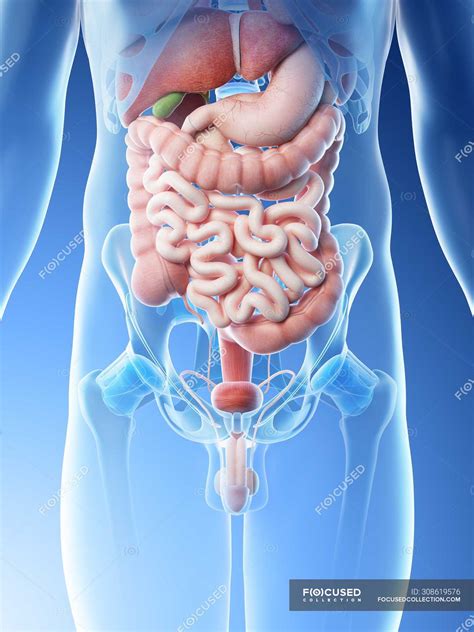 Male Abdominal Organs Midsection Digital Illustration Lumbar