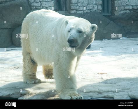 A Polar Bear In Moscow Zoo Stock Photo Alamy