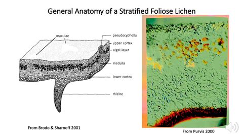 Lichen Anatomy Part 1 Youtube